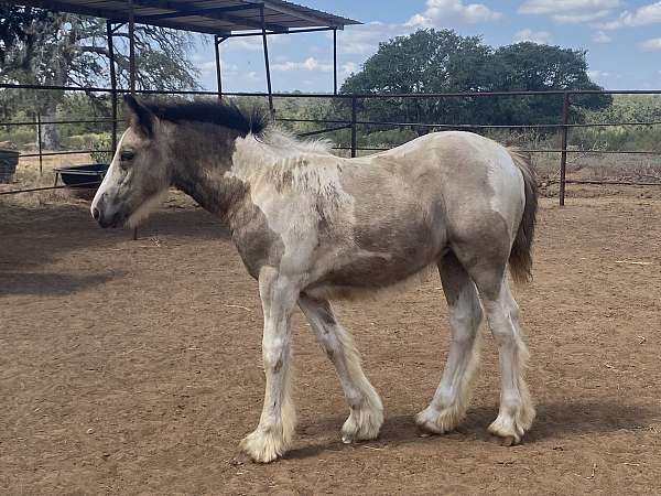 all-around-gypsy-vanner-horse