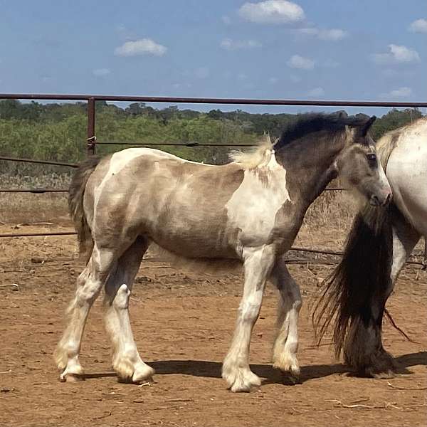 buckskin-gypsy-vanner-filly