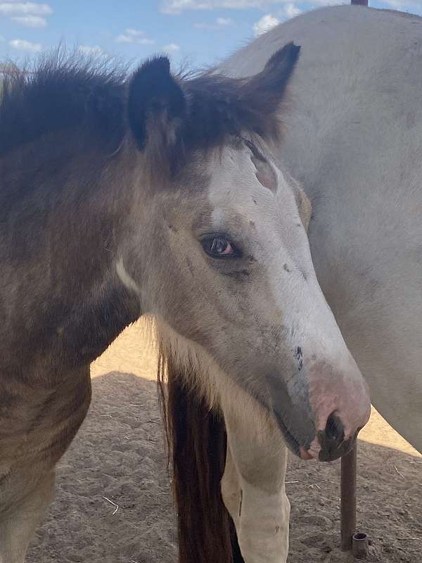 buckskin-all-around-horse