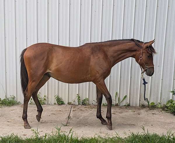 bay-small-star-under-forelock-half-coronet-on-right-hind-horse