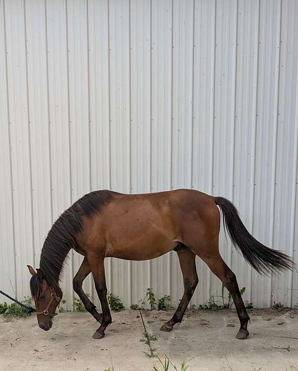 brave-iberian-horse