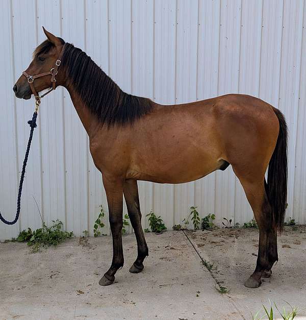 call-iberian-horse