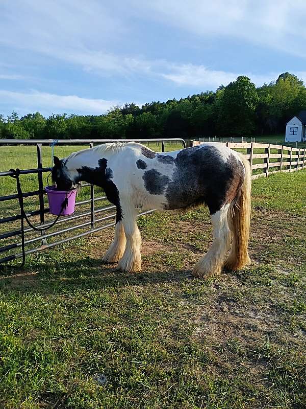 negotiable-gypsy-vanner-horse