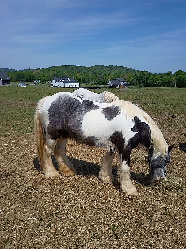 age-gypsy-vanner-horse
