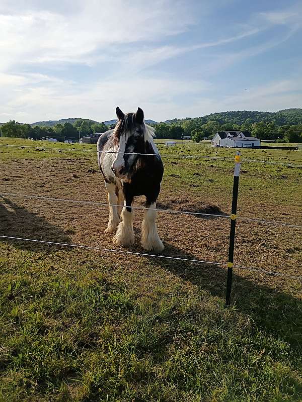 gypsy-vanner-horse