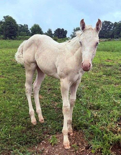 star-horse