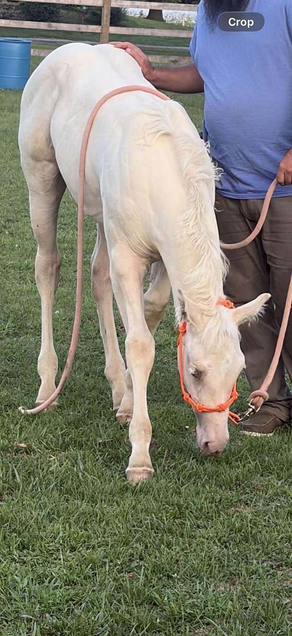 gold-cream-quarter-horse