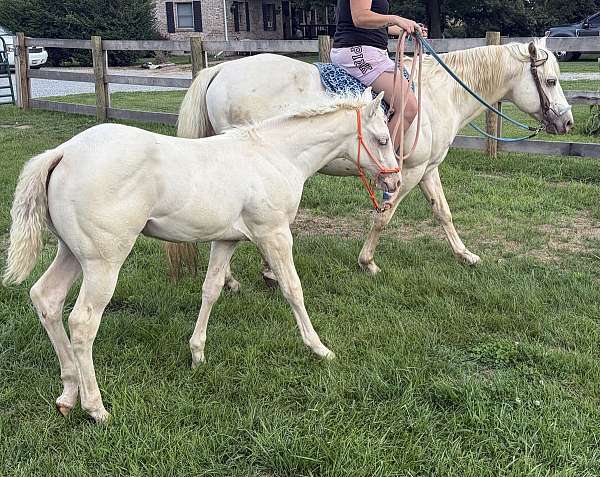 ranch-showing-quarter-horse