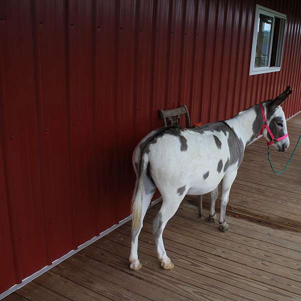 pregnant-jenny-donkey