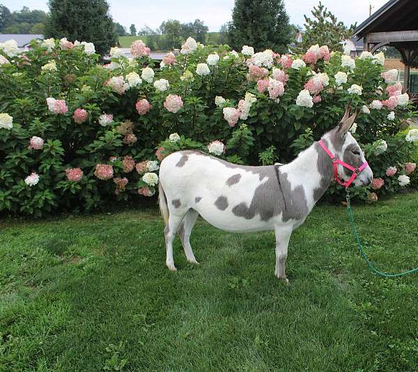 donkeys-forsale-mare