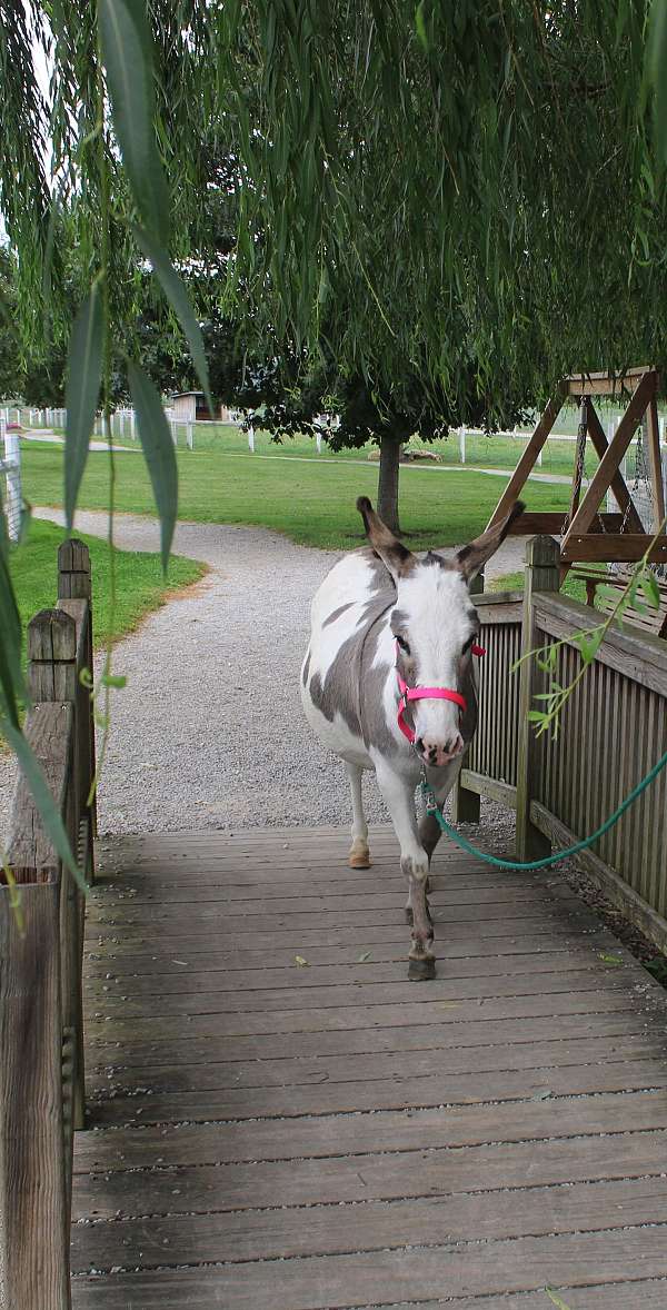 kidsafe-mare