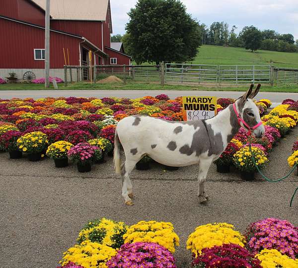 family-pet-mare