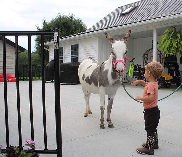 piebald-beginner-donkey