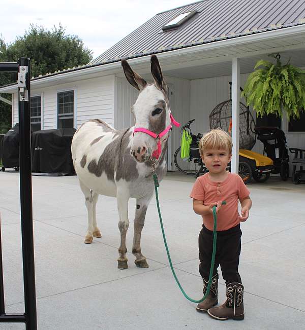 piebald-companion-donkey