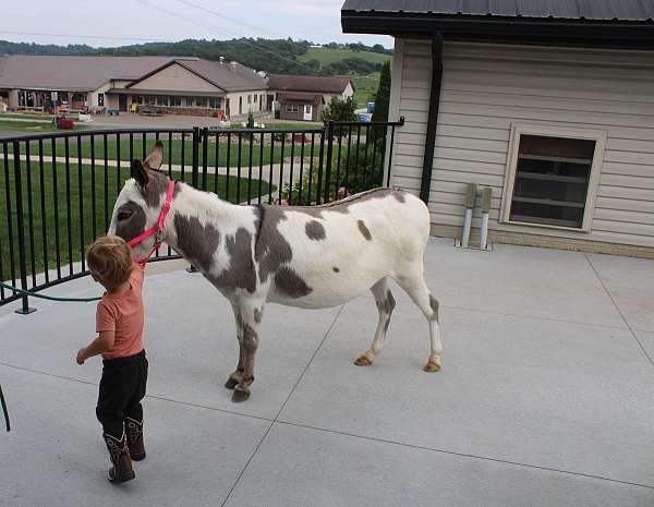 piebald-flashy-donkey