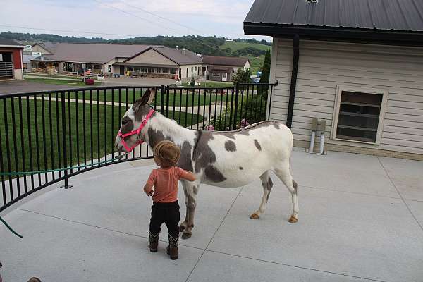 piebald-husband-safe-donkey