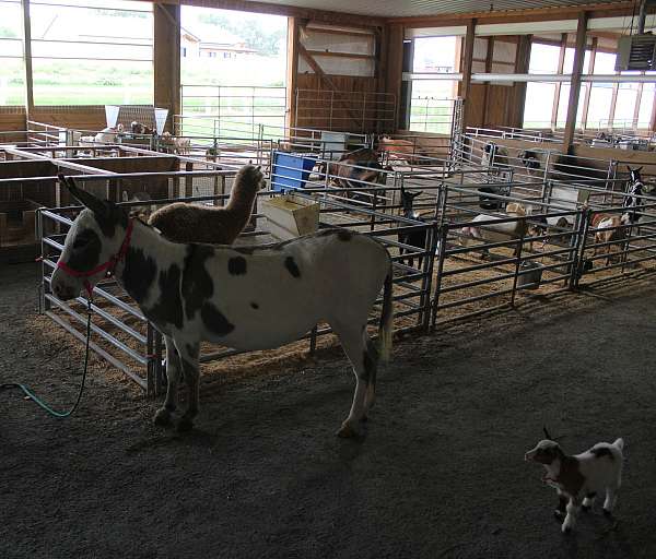 piebald-therapy-donkey