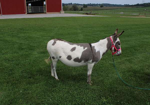 piebald-donkey-for-sale