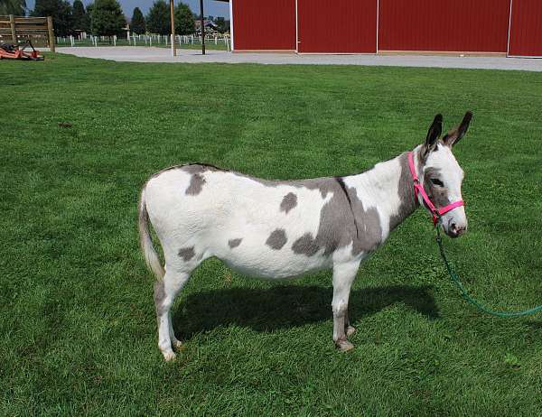 donkeys-forsale