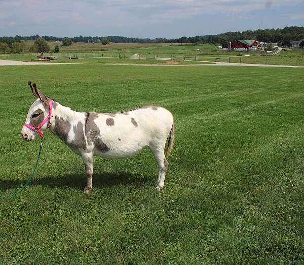 family-pet-donkey