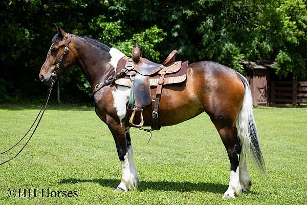 all-around-paint-horse