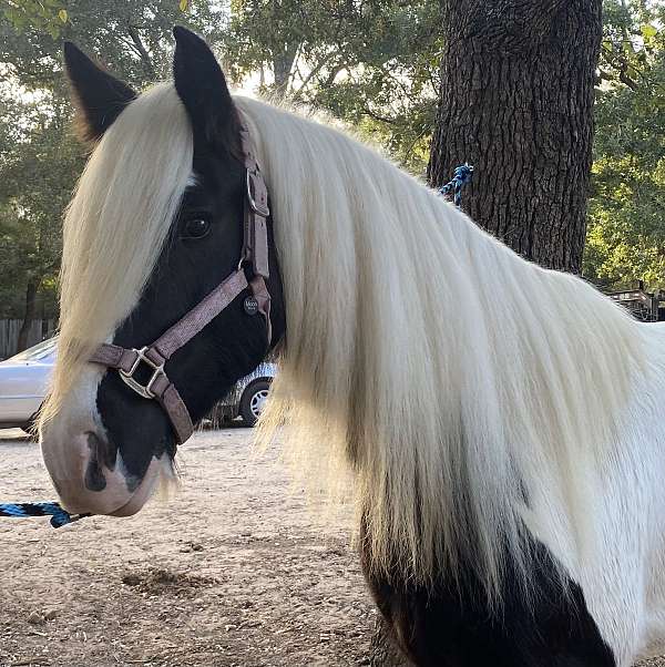 piebald-gypsy-vanner-mare