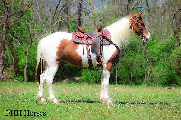 all-around-spotted-saddle-horse