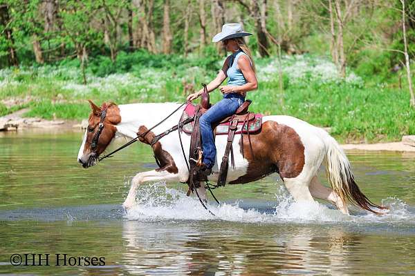 athletic-spotted-saddle-horse