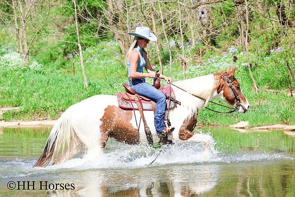 endurance-spotted-saddle-horse