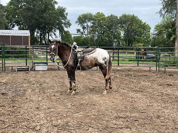 blanket-appaloosa-horse