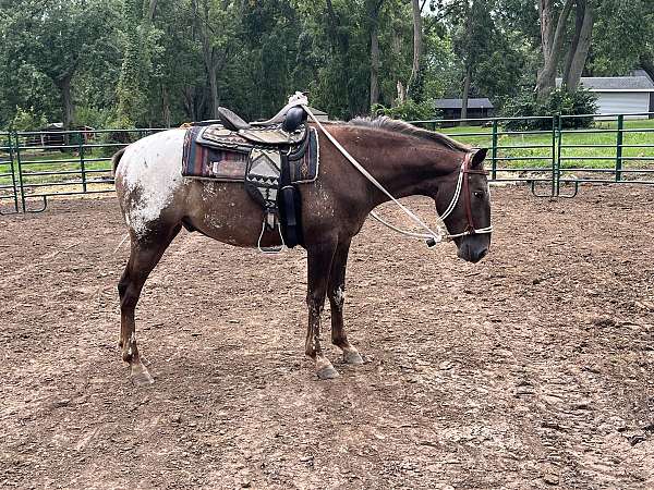 blanket-appaloosa