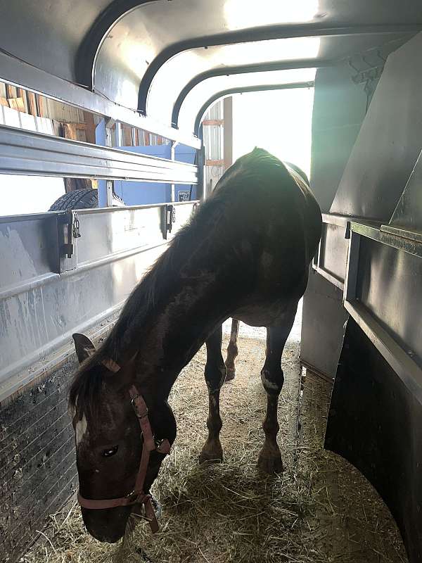 14-hand-appaloosa-gelding