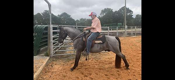 blue-roan-rmha-horse
