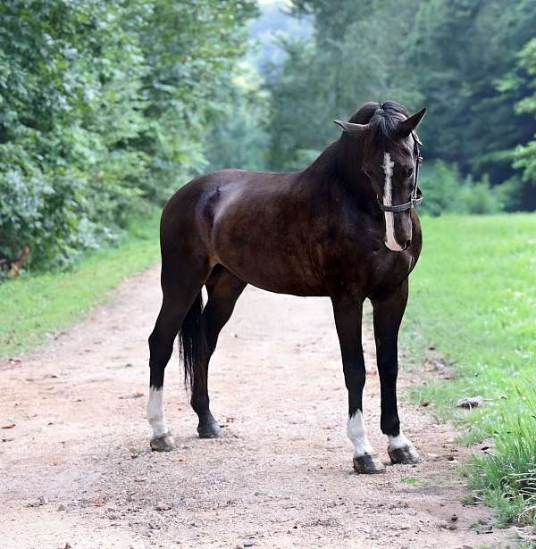 blaze-socks-horse