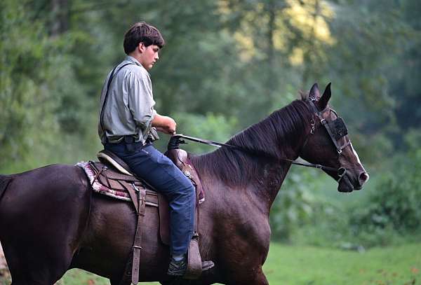all-around-percheron-horse