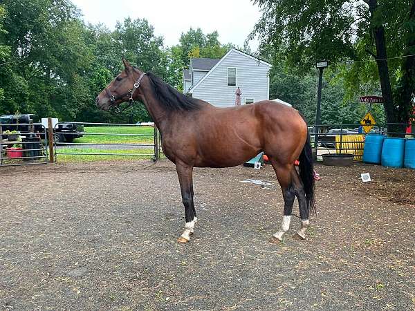barrel-racing-thoroughbred-horse