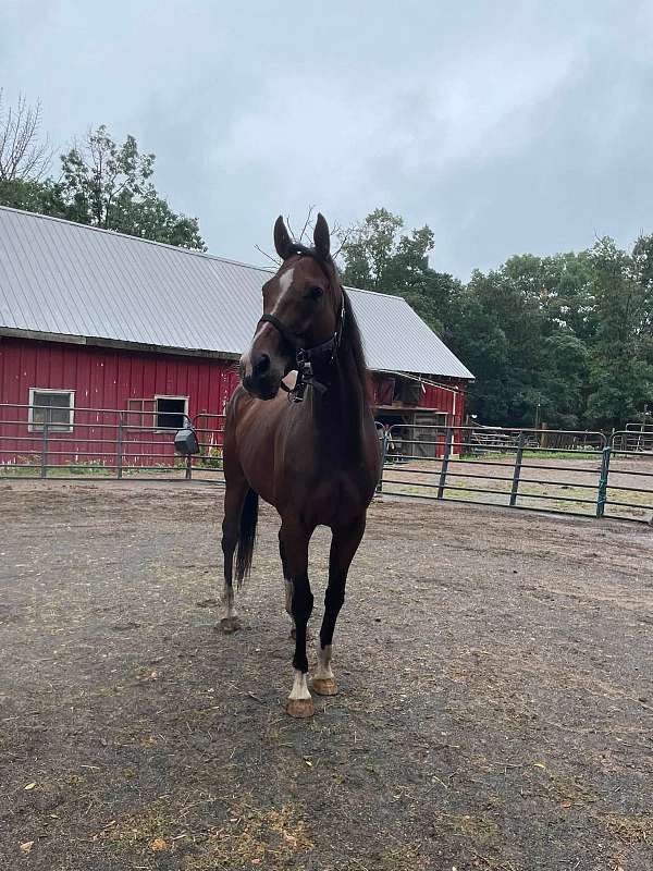 dressage-thoroughbred-horse