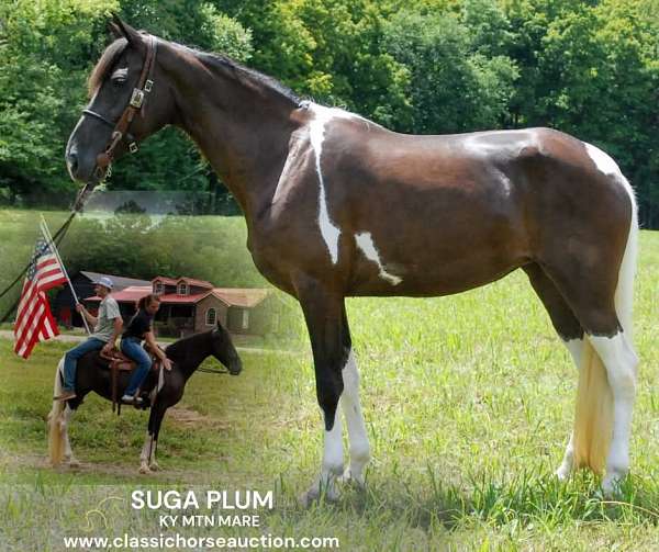 circles-kentucky-mountain-horse