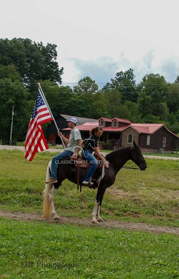 comfortable-kentucky-mountain-horse