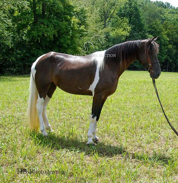 confidence-kentucky-mountain-horse