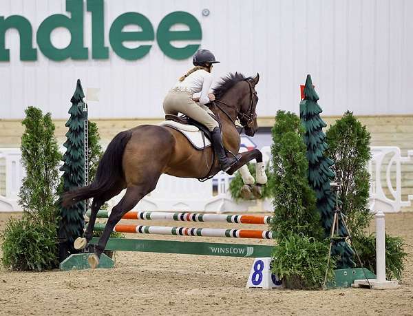 midwest-thoroughbred-horse