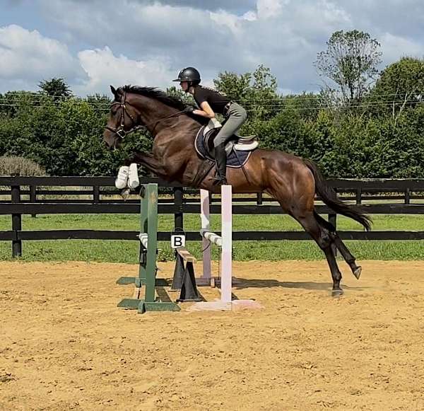 none-horse