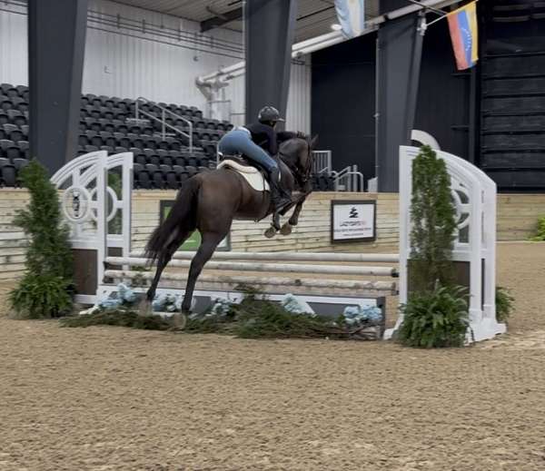 bay-none-horse