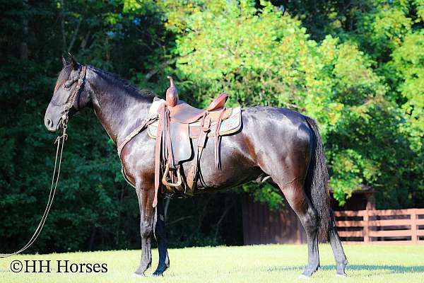 vaquero-morgan-horse