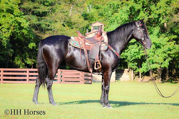 working-ca-morgan-horse