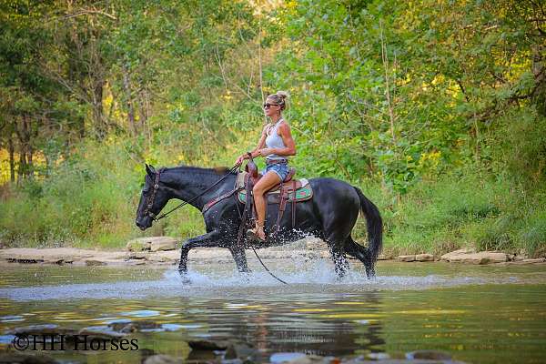 all-around-morgan-horse