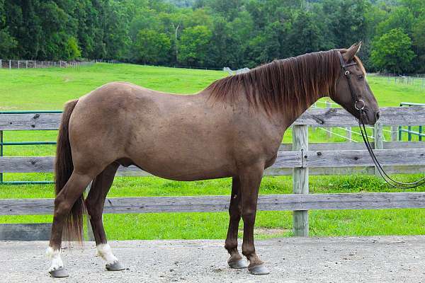 picks-up-all-four-feet-gelding