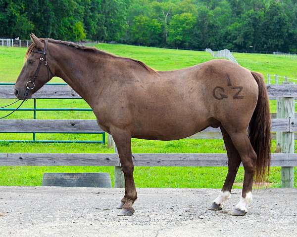 all-quarter-horse