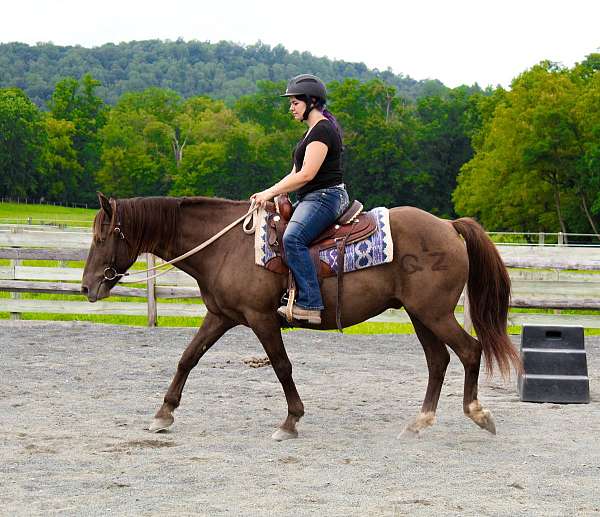 all-around-quarter-horse