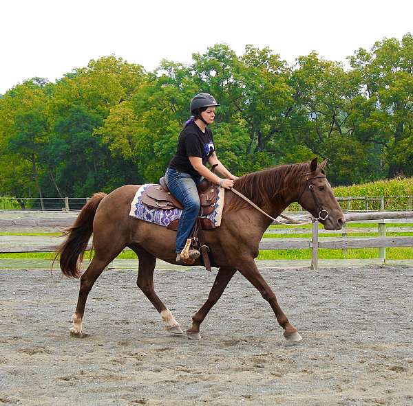 barn-quarter-horse